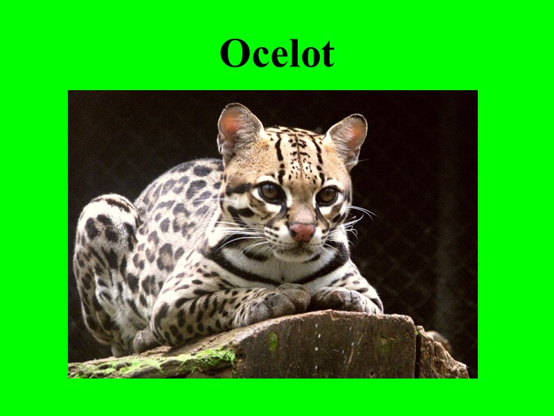 Ocelot